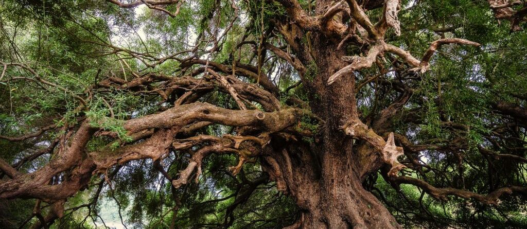 Es ist ein großer alter Baum zu sehen dessen Äste soweit nach außen und unten wachsen das sie bis zum Boden reichen.