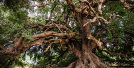 Es ist ein großer alter Baum zu sehen dessen Äste soweit nach außen und unten wachsen das sie bis zum Boden reichen.