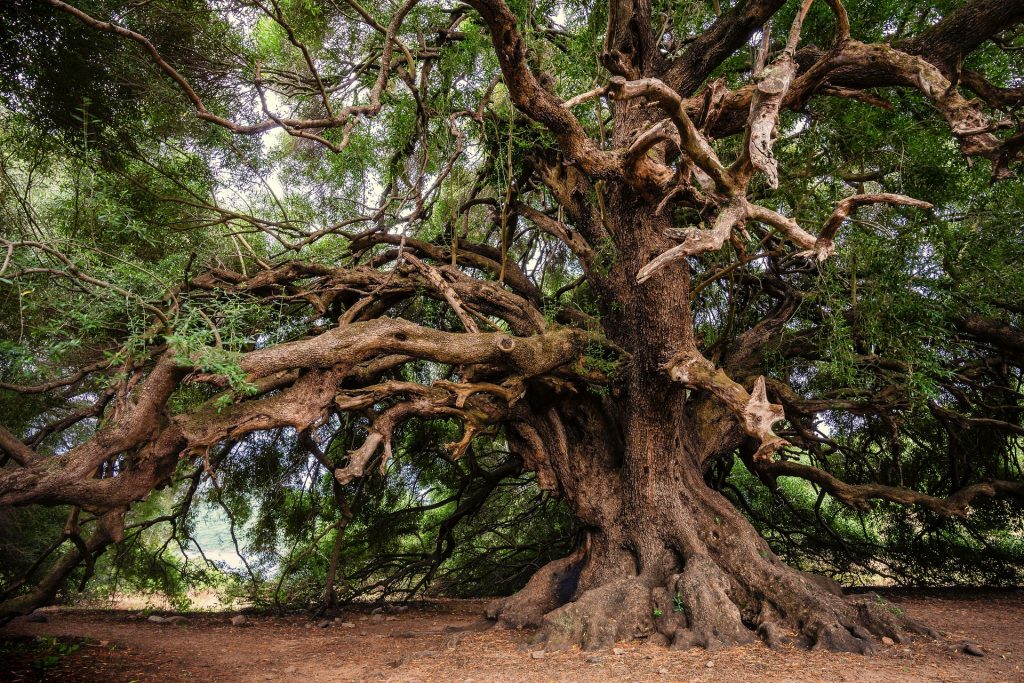 Es ist ein großer alter Baum zu sehen dessen Äste soweit nach außen und unten wachsen das sie bis zum Boden reichen.