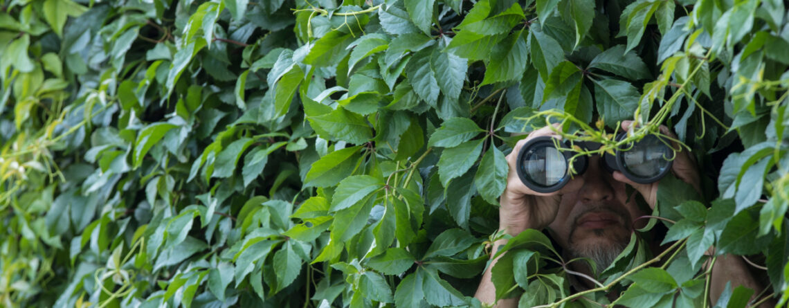 Große Hecke die das Bild ausfüllt, aus der Hecke raus lugt ein Mann mit einem Fernglas.