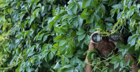 Große Hecke die das Bild ausfüllt, aus der Hecke raus lugt ein Mann mit einem Fernglas.