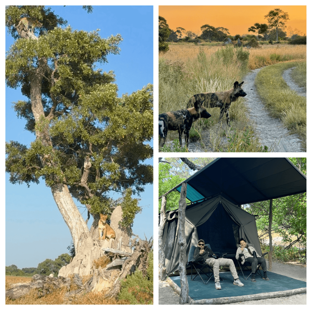Bildcollage aus dem Okavango-Delta in Botswana: Leopard auf einem hohen Baum mit Löwin darunter, Afrikanische Wildhunde auf einem Sandweg bei Sonnenuntergang und Safari-Zelt im Buschcamp