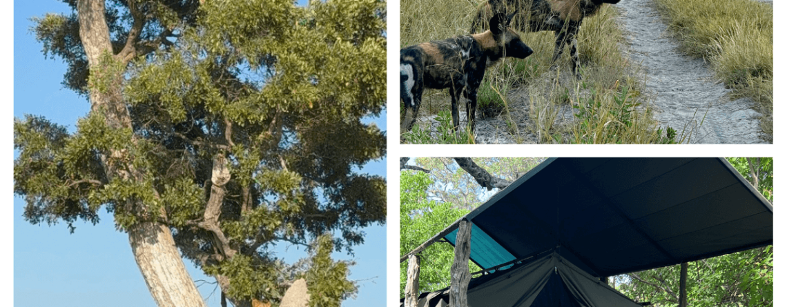 Bildcollage aus dem Okavango-Delta in Botswana: Leopard auf einem hohen Baum mit Löwin darunter, Afrikanische Wildhunde auf einem Sandweg bei Sonnenuntergang und Safari-Zelt im Buschcamp