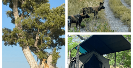 Bildcollage aus dem Okavango-Delta in Botswana: Leopard auf einem hohen Baum mit Löwin darunter, Afrikanische Wildhunde auf einem Sandweg bei Sonnenuntergang und Safari-Zelt im Buschcamp
